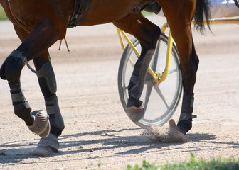 Legs of a trotter horse and horse harness. Harness horse racing in details
