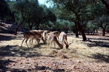 deer in the forest