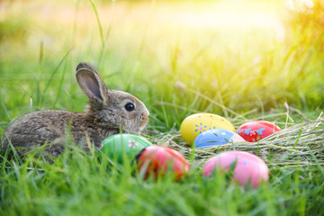 Easter bunny and Easter eggs on green grass outdoors