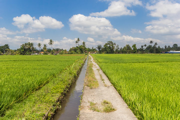 Fototapeta na wymiar Bicycle path through the rice fields of Bali, Indonesia