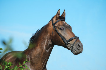 Portrait of a bay trakehner sport horse on sky background in green bush