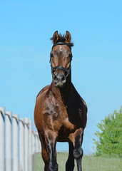 Portrait of a beautiful brown sport horse on freedom in motion. Front view