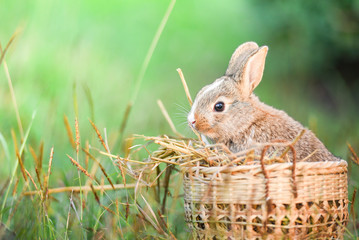 Easter bunny hunt easter egg on green grass