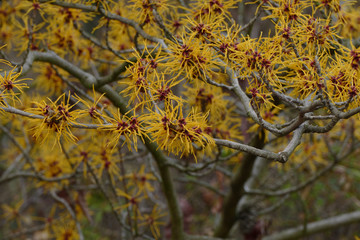 Nice yellow spring witch hazel