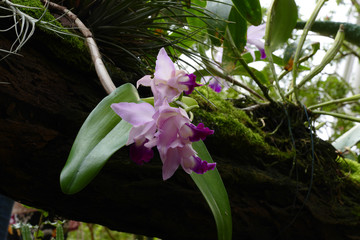 nice colorfull orchidea floret with leaf
