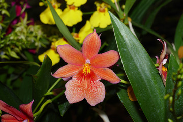 nice colorfull orchidea floret with leaf