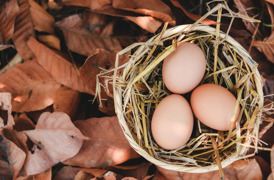 Chicken eggs in basket nest with dry autumn leaves background - Powered by Adobe