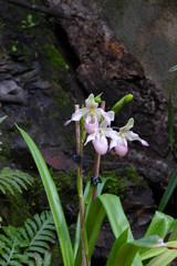 nice colorfull orchidea floret with leaf
