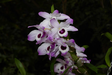 nice colorfull orchidea floret with leaf