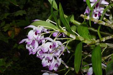 nice colorfull orchidea floret with leaf