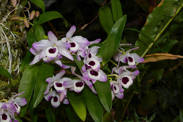 nice colorfull orchidea floret with leaf © Miroslav