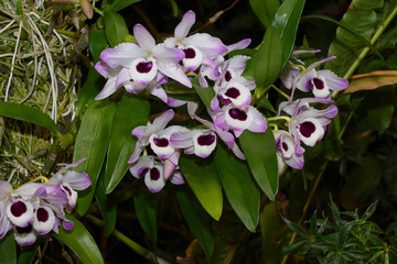 nice colorfull orchidea floret with leaf © Miroslav