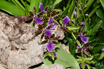 nice colorfull orchidea floret with leaf