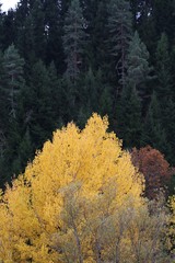 Autumn forest and village photos.savsat/artvin turkey 