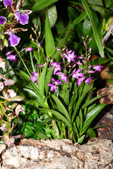 nice colorfull orchidea floret with leaf