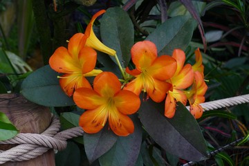 nice colorfull orchidea floret with leaf © Miroslav