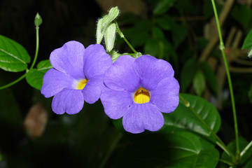 nice colorfull orchidea floret with leaf