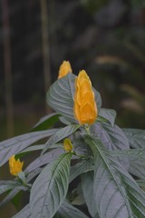 nice colorfull orchidea floret with leaf