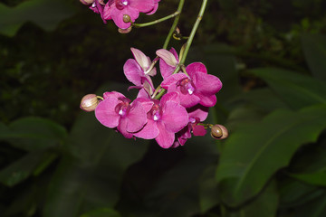 nice colorfull orchidea floret with leaf