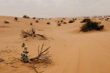 beautiful Arabian desert landscape