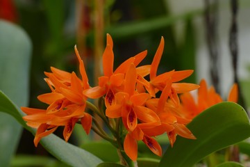 nice colorfull orchidea floret with leaf