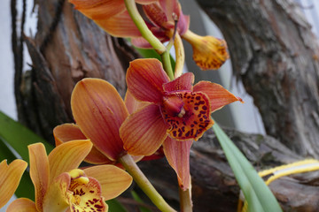 nice colorfull orchidea floret with leaf