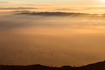 Flock of birds flying over a sea of mist at sunset
