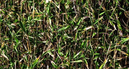 Reed vegetation