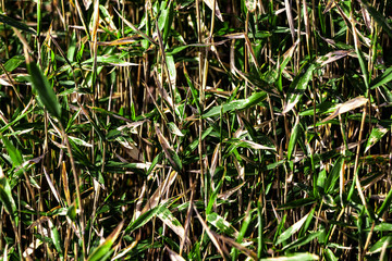 Reed vegetation