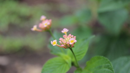  wild flowers on the outskirts of the village boundary
