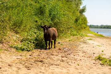 close up view of thirsty orange cow on sandy river beach