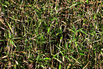 Reed vegetation