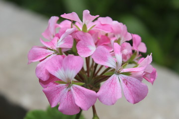  wild flowers on the outskirts of the village boundary