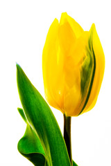 Tulip on a white background