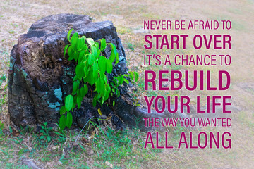 New plant grown from the dying stump symbolizing the new life motivational quotes: “Never be afraid to start over, it is a chance to rebuild your life the way you wanted all along”