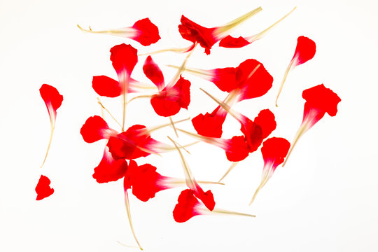 Scattered flowers on a white background