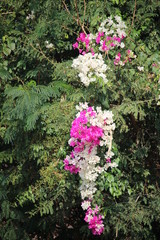 A Bougainvillea shows its colorful and Paper flowers that enjoy the spring sun