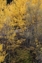 Fototapeta premium Autumn forest and village photos.savsat/artvin turkey 