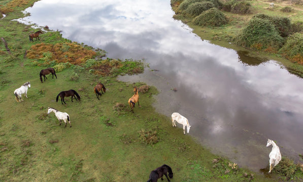 caballos en libertad