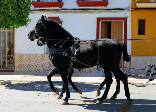 Black horses pulling a carriage