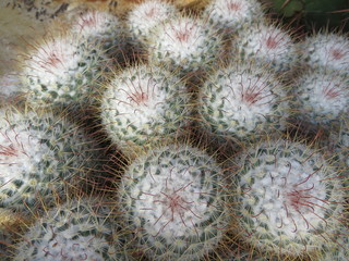 mammillaria bombycina cactus 