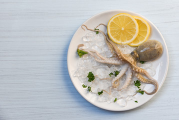 Seafood squid plate ocean gourmet fresh octopus on ice lemon parsley