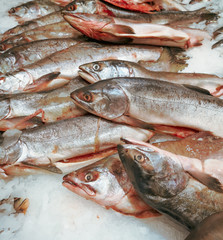 Chilled fish in the ice on the counter in the store