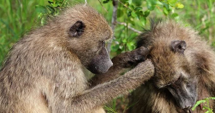 baboon monkey in South africa, park kruger