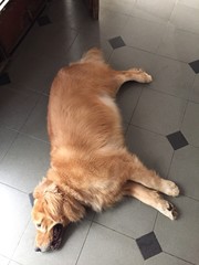 Sleeping Dog