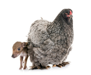 brahma chicken and young wild boar