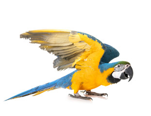 ara ararauna in studio © cynoclub