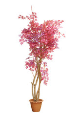 Fototapeta premium Artificial Japanese red maple branches tree