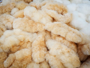 Cotton ball plant / raw organic cotton flower nature for weaving fabric