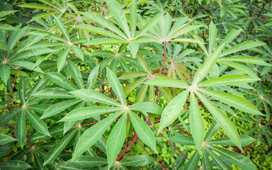 Green leaves cassava on branch tree in the cassava field agriculture plantation
